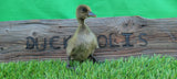Khaki Campbell Ducks