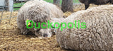 Babydoll Sheep