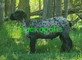 Babydoll Sheep