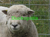 Babydoll Sheep