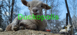 Babydoll Sheep