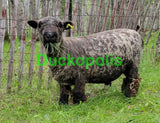 Babydoll Sheep