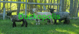 Babydoll Sheep