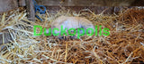 Babydoll Sheep