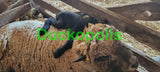 Babydoll Sheep