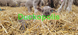 Babydoll Sheep
