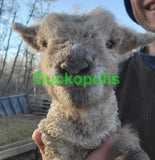 Babydoll Sheep