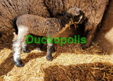 Babydoll Sheep