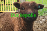 Babydoll Sheep