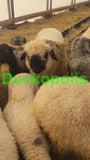 Valais Blacknose Sheep