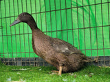 Khaki Campbell Ducks