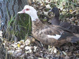 Assorted Muscovy Ducklings