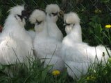 White Silkie Chicks